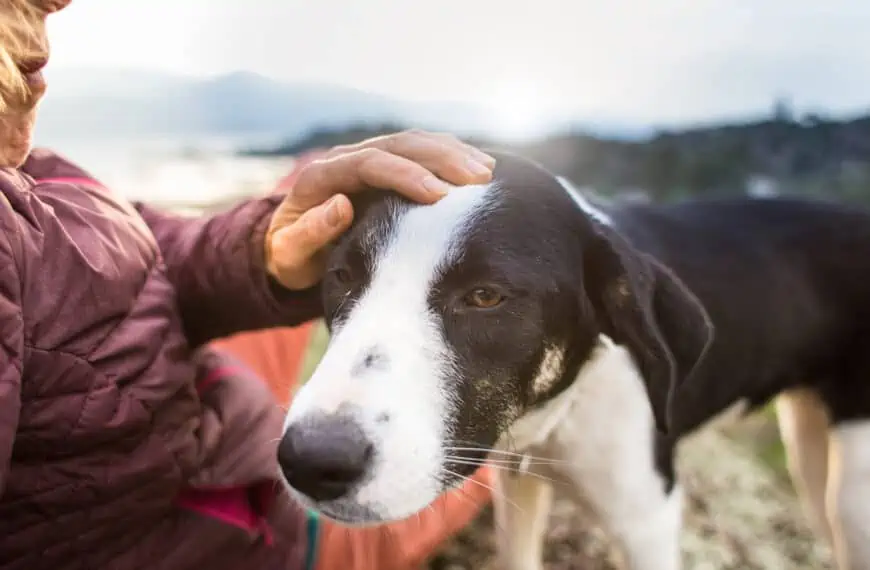 videojuegos para combatir la demencia de los perros